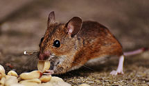 24 Hour & Emergency Exterminators in Oak Vale, MS